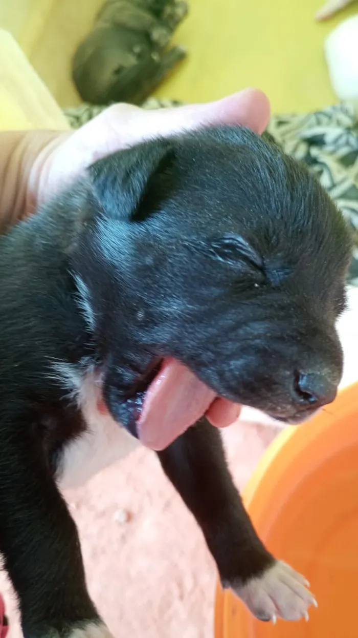 Cachorro raça SRD-ViraLata idade Abaixo de 2 meses nome filhotes 