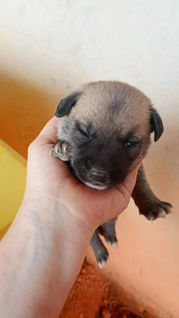 Cachorro raça SRD-ViraLata idade Abaixo de 2 meses nome filhotes 