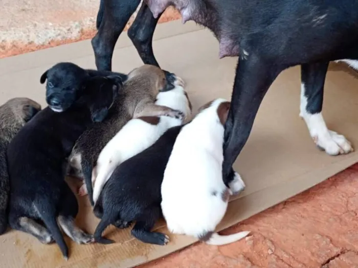Cachorro raça SRD-ViraLata idade Abaixo de 2 meses nome filhotes 