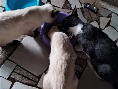 Gato raça Siamês idade 1 ano nome Nino, Mirna e Pérola