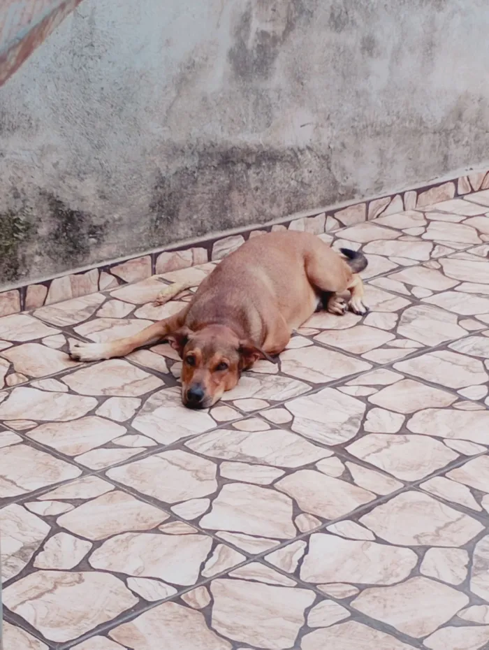 Cachorro raça SRD-ViraLata idade 2 anos nome Theodor 