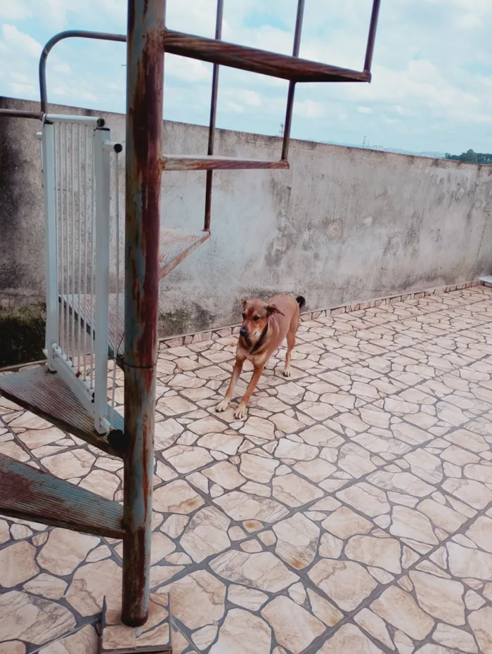 Cachorro raça SRD-ViraLata idade 2 anos nome Theodor 