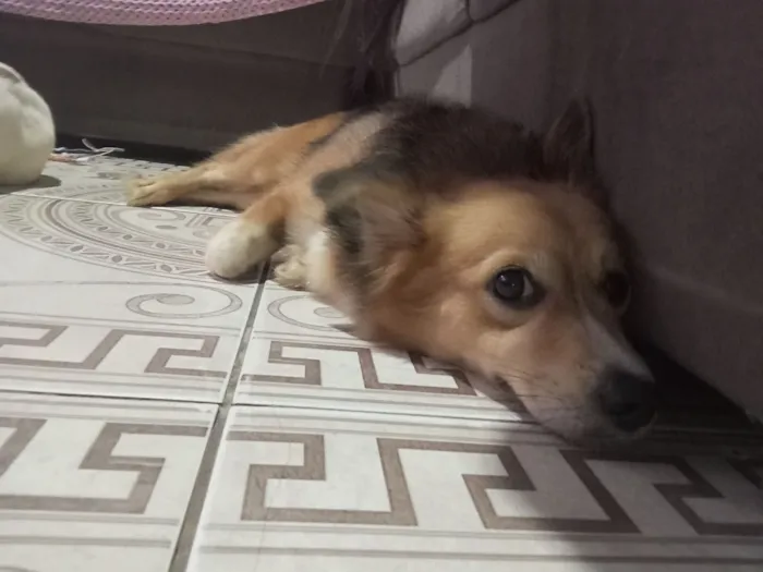 Cachorro raça SRD-ViraLata idade 1 ano nome Ruby