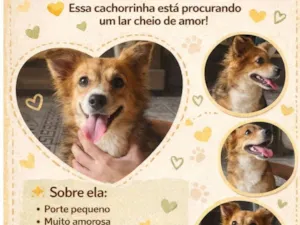 Cachorro raça SRD-ViraLata idade 1 ano nome Ruby