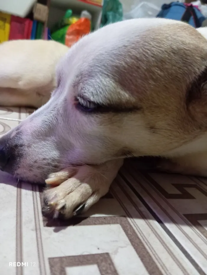 Cachorro raça SRD-ViraLata idade 1 ano nome Lili