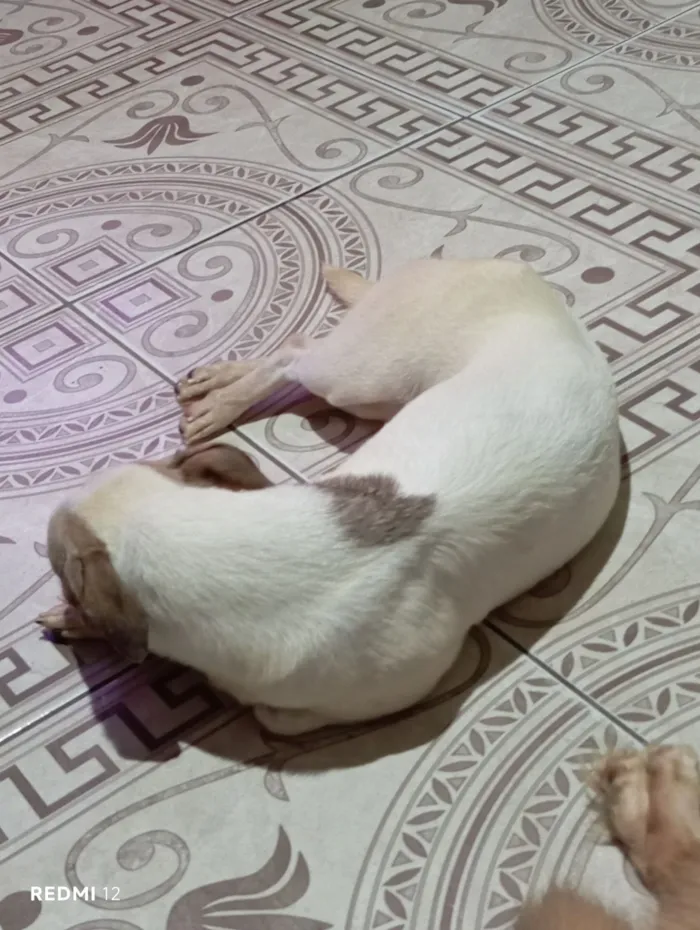 Cachorro raça SRD-ViraLata idade 1 ano nome Lili