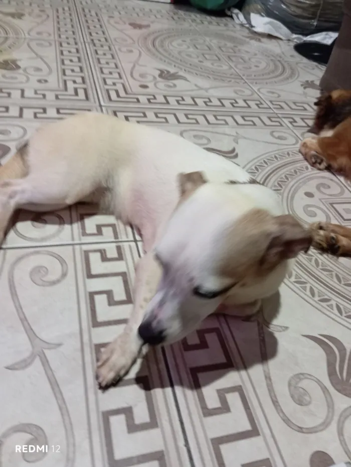 Cachorro raça SRD-ViraLata idade 1 ano nome Lili