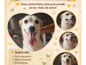 Cachorro raça SRD-ViraLata idade 1 ano nome Lili