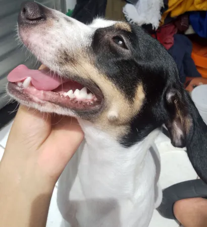 Cachorro raça SRD-ViraLata idade 1 ano nome Raya