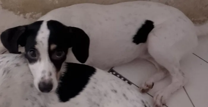 Cachorro raça SRD-ViraLata idade 1 ano nome Raya