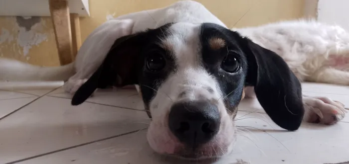 Cachorro raça SRD-ViraLata idade 1 ano nome Raya