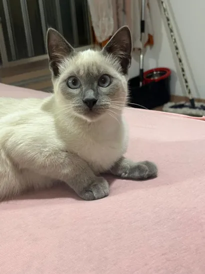 Gato raça SRD-ViraLata idade 2 a 6 meses nome Melissa