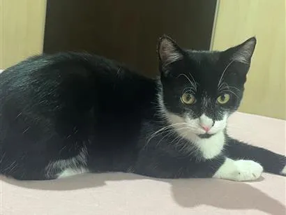 Gato raça SRD-ViraLata idade 2 a 6 meses nome Matheus 