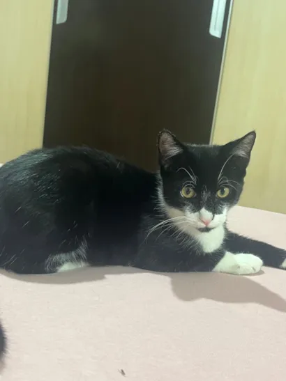 Gato raça SRD-ViraLata idade 2 a 6 meses nome Matheus 