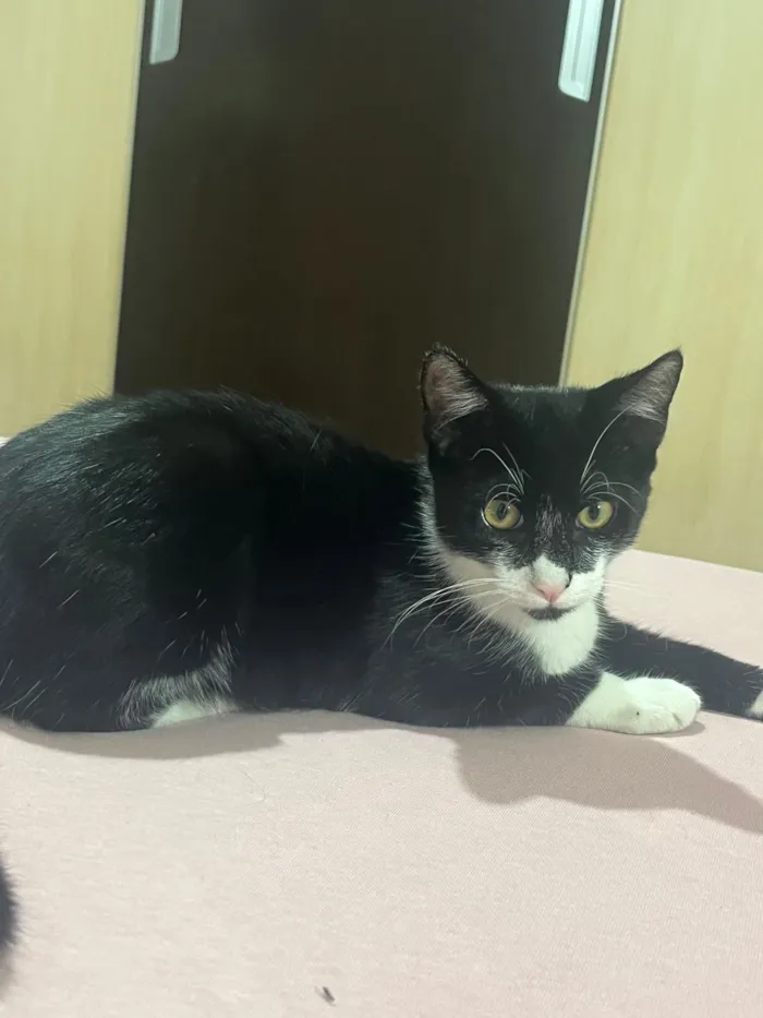 Gato raça SRD-ViraLata idade 2 a 6 meses nome Matheus 