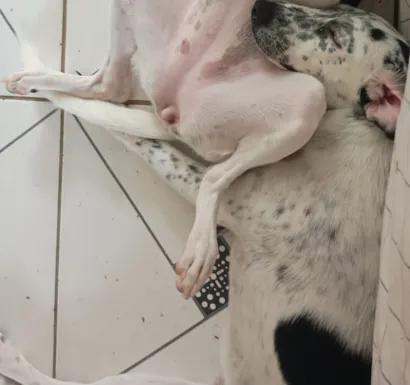 Cachorro raça SRD-ViraLata idade 7 a 11 meses nome Kira