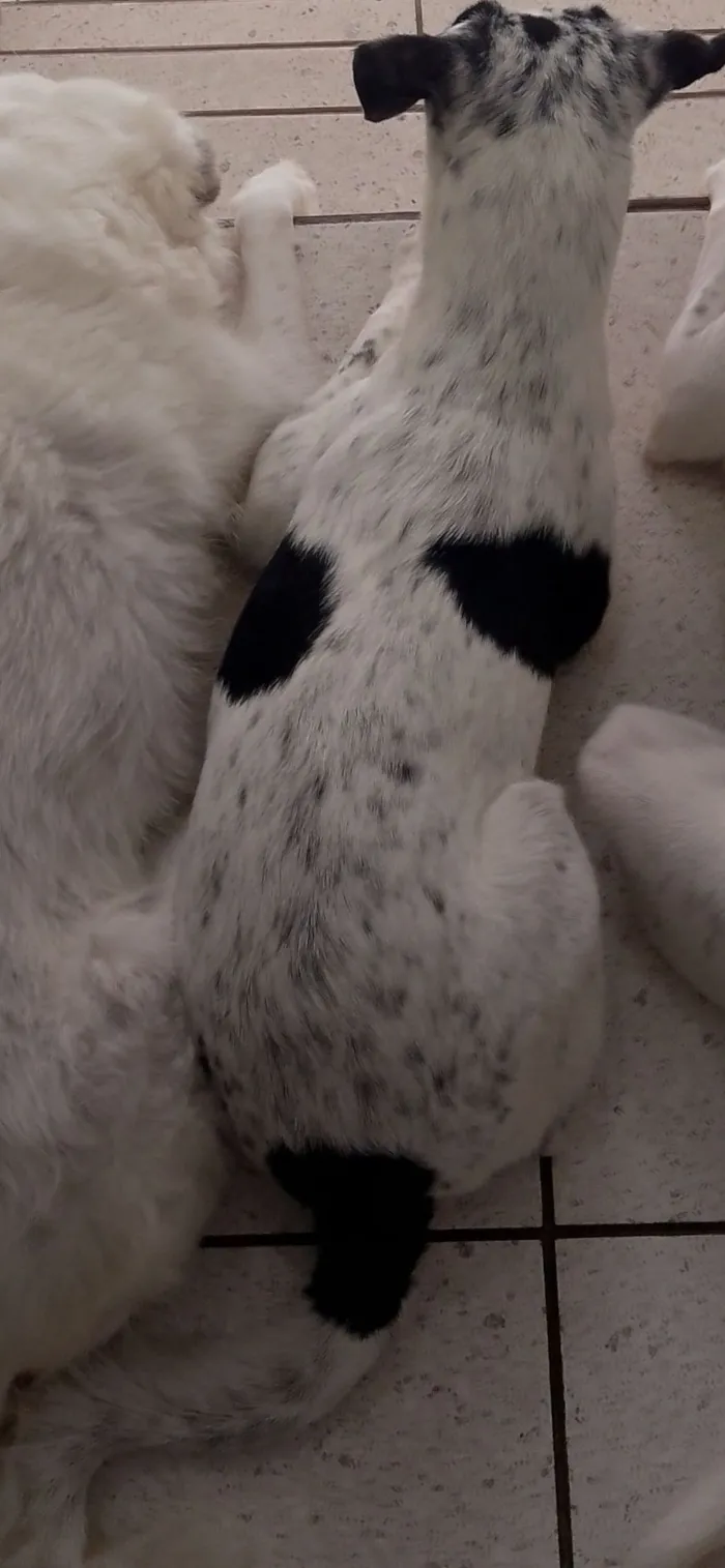 Cachorro raça SRD-ViraLata idade 7 a 11 meses nome Kira