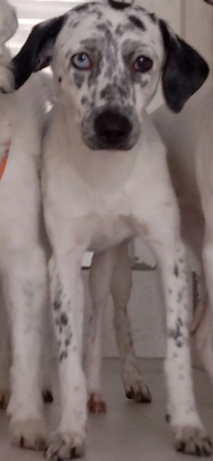 Cachorro raça SRD-ViraLata idade 7 a 11 meses nome Kira