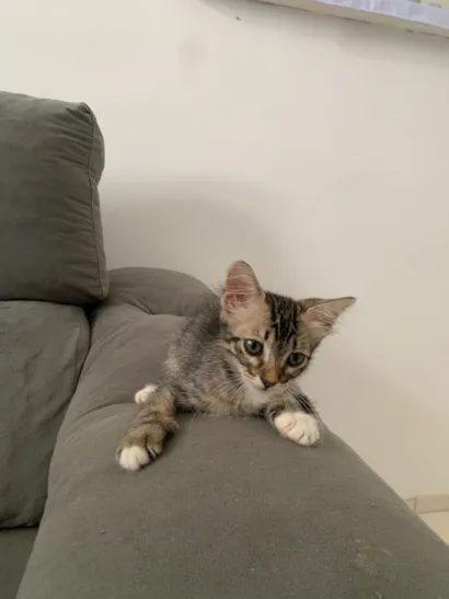 Gato raça Angorá idade 7 a 11 meses nome ———