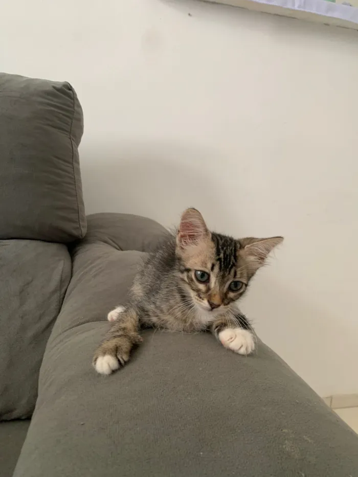 Gato raça Angorá idade 7 a 11 meses nome ———