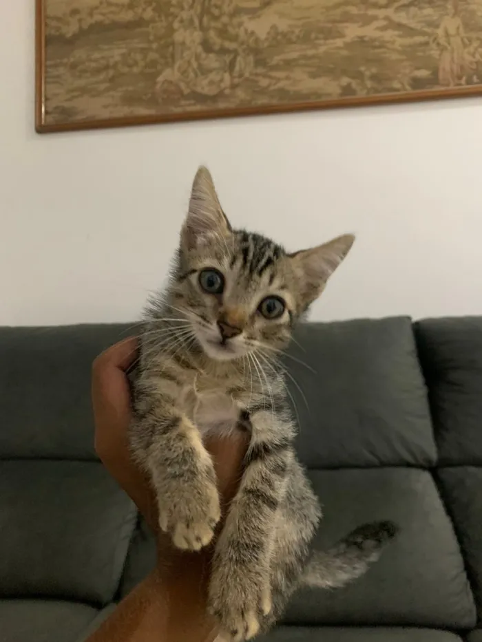 Gato raça Angorá idade 7 a 11 meses nome ———