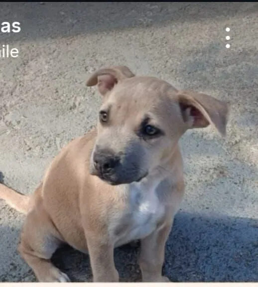 Cachorro raça Pit-Bull idade 2 a 6 meses nome athena