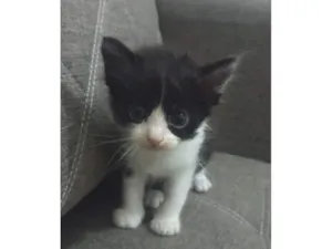 Gato raça SRD-ViraLata idade Abaixo de 2 meses nome Doação gatinho 