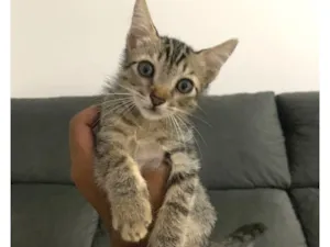 Gato raça SRD-ViraLata idade 2 a 6 meses nome ————-