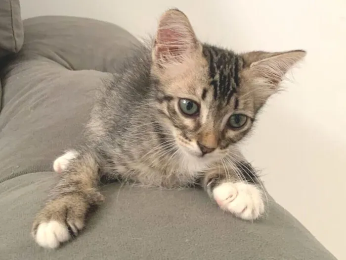 Gato raça SRD-ViraLata idade 2 a 6 meses nome ————-