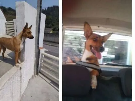 Cachorro raça SRD-ViraLata idade 1 ano nome Sila