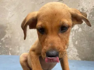 Cachorro raça SRD-ViraLata idade 2 a 6 meses nome Lilica, pietra, agata , thor , ramom, 