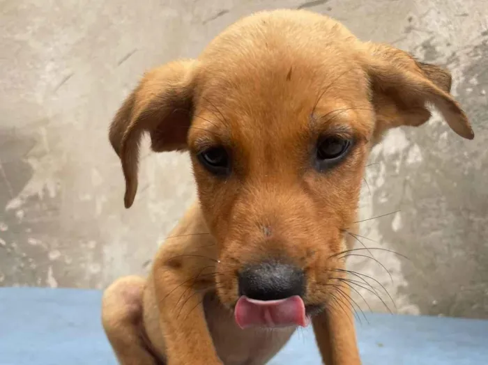 Cachorro raça SRD-ViraLata idade 2 a 6 meses nome Lilica, pietra, agata , thor , ramom, 