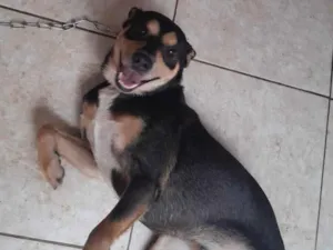 Cachorro raça SRD-ViraLata idade 4 anos nome pipoca 