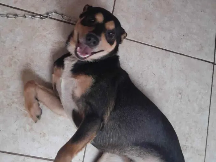 Cachorro raça SRD-ViraLata idade 4 anos nome pipoca 