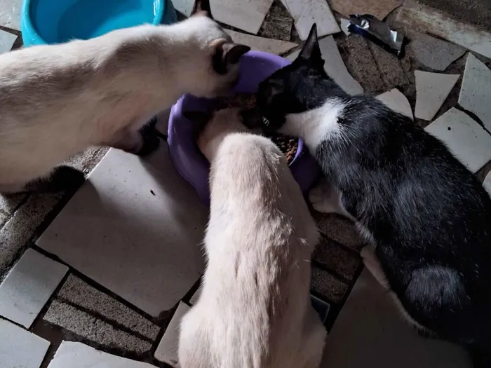 Gato raça Siamês idade 1 ano nome Nino, Mirna e Pérola