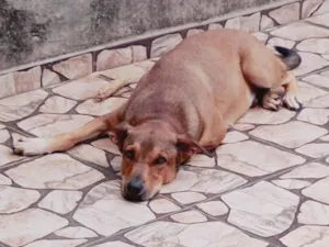 Cachorro raça SRD-ViraLata idade 2 anos nome Theodor 