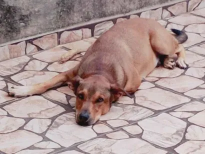 Cachorro raça SRD-ViraLata idade 2 anos nome Theodor 