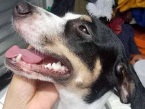 Cachorro raça SRD-ViraLata idade 1 ano nome Raya