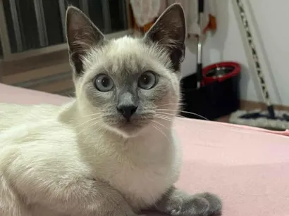 Gato raça SRD-ViraLata idade 2 a 6 meses nome Melissa