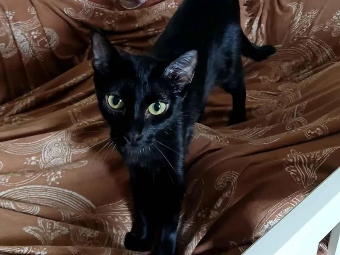 Gato raça SRD-ViraLata idade 1 ano nome Zoe