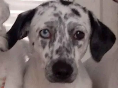 Cachorro raça SRD-ViraLata idade 1 ano nome Kira