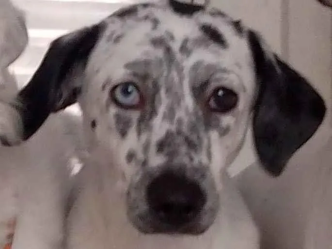 Cachorro raça SRD-ViraLata idade 7 a 11 meses nome Kira