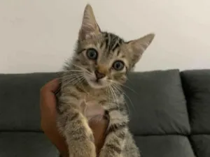 Gato raça Angorá idade 7 a 11 meses nome ———