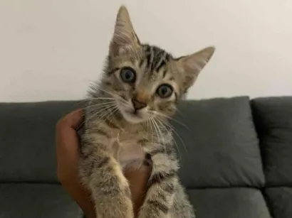 Gato raça Angorá idade 7 a 11 meses nome ———
