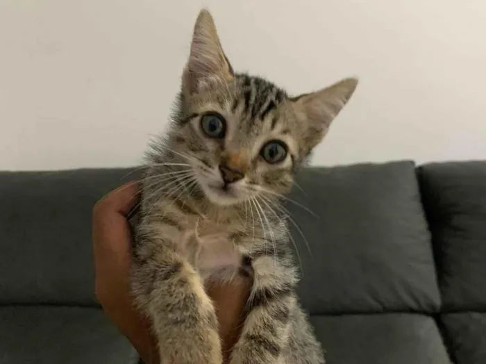 Gato raça Angorá idade 7 a 11 meses nome ———