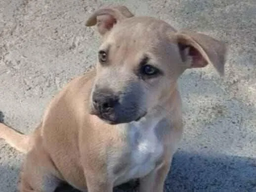 Cachorro raça Pit-Bull idade 2 a 6 meses nome athena