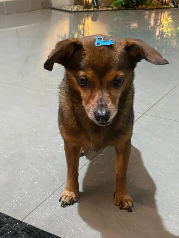 Cachorro raça Pinscher idade 6 ou mais anos nome PROCURA SE O DONO