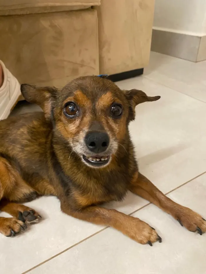 Cachorro raça Pinscher idade 6 ou mais anos nome PROCURA SE O DONO