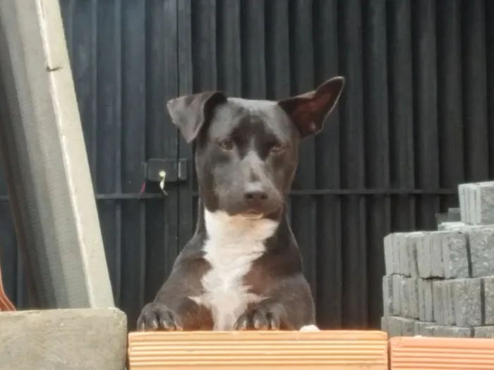 Cachorro raça SRD-ViraLata idade 1 ano nome Thor