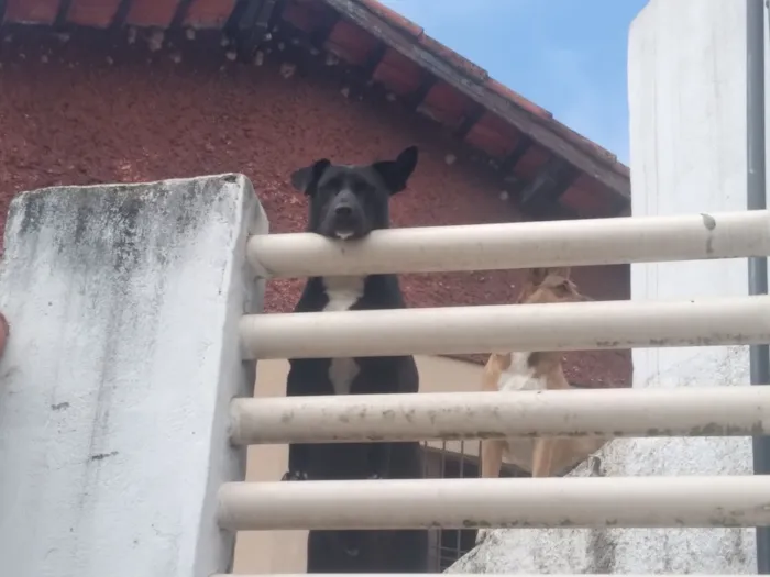 Cachorro raça SRD-ViraLata idade 1 ano nome Thor